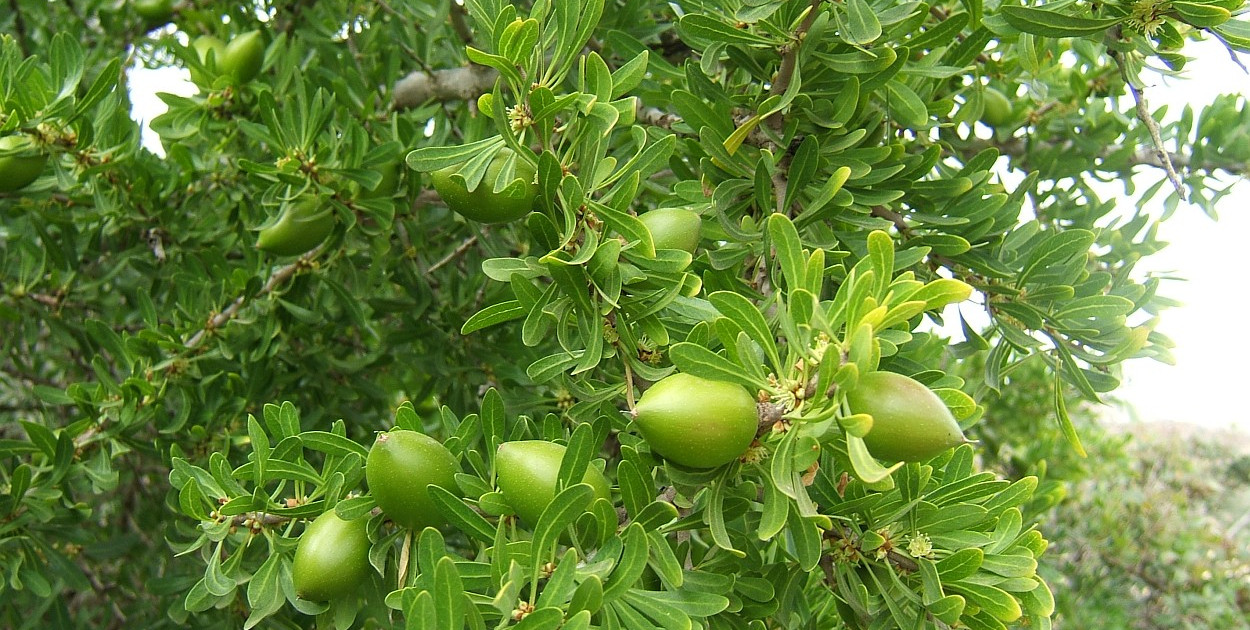 Argania spinosa